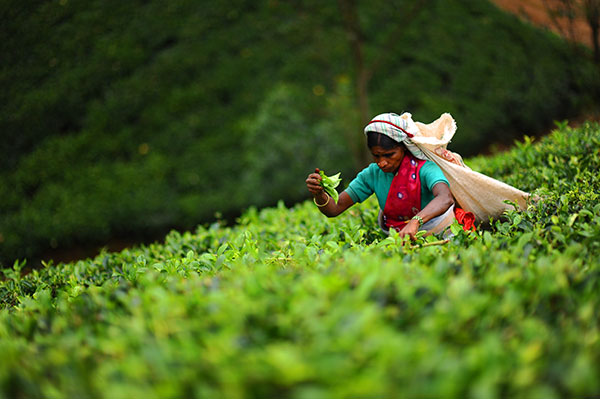 Tea Factory